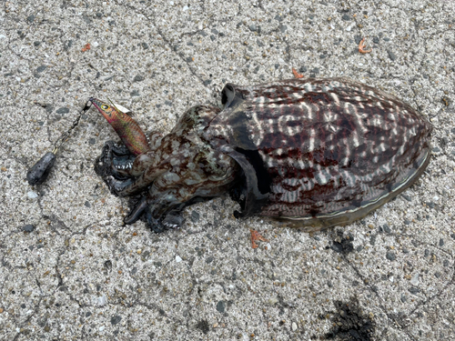 コウイカの釣果