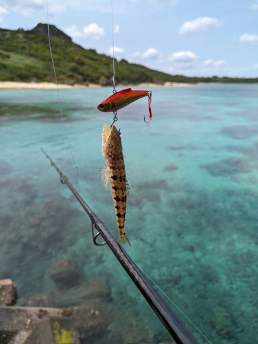 エソの釣果