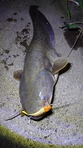 ナマズの釣果