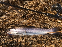 アメマスの釣果