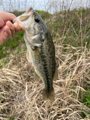 ラージマウスバスの釣果