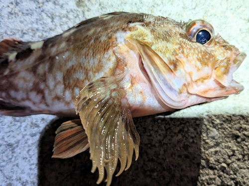 アラカブの釣果