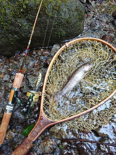 ニッコウイワナの釣果