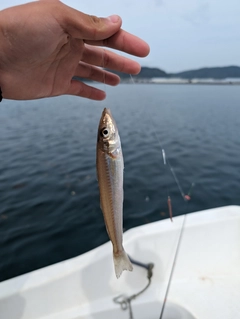 キスの釣果