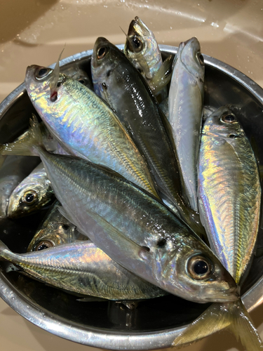 アジの釣果