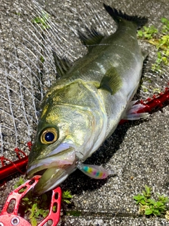 フッコ（マルスズキ）の釣果