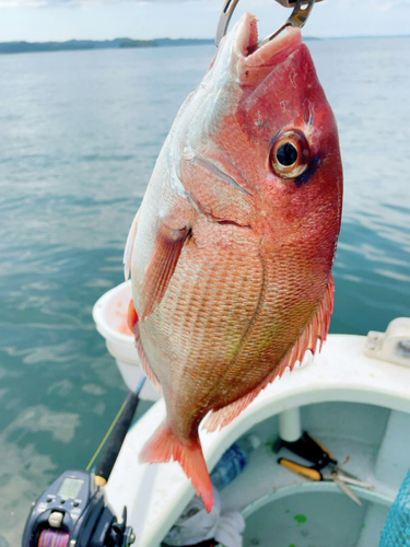 タイの釣果