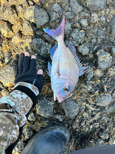 タイの釣果