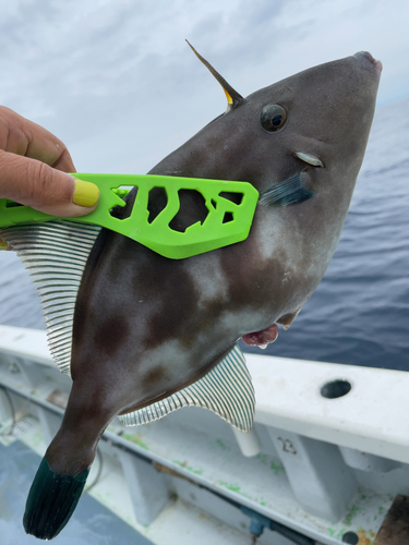 ウマヅラハギの釣果