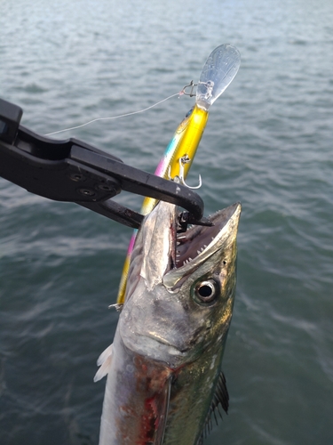 若狭湾の釣果 - アングラーズ  釣果500万件の魚釣り情報サイト