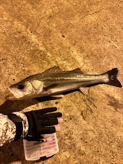 セイゴ（マルスズキ）の釣果