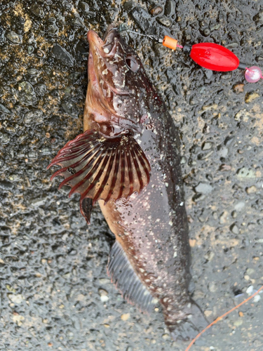 クジメの釣果