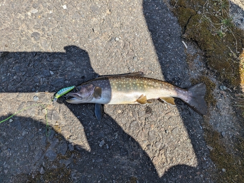 イワナの釣果