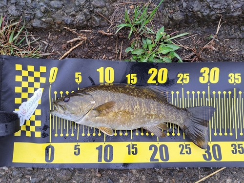 スモールマウスバスの釣果