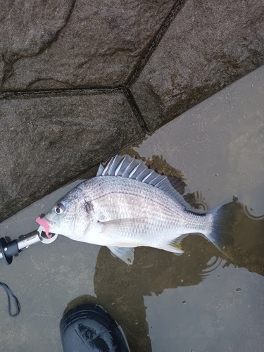 キビレの釣果