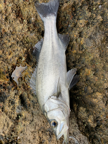 ヒラスズキの釣果