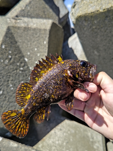 オウゴンムラソイの釣果