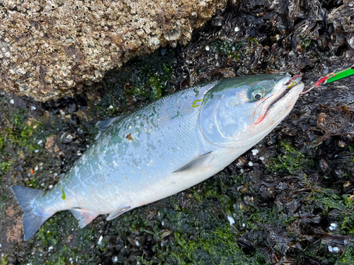 サクラマスの釣果