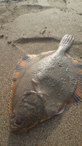 カワガレイの釣果