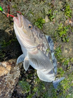 ホッケの釣果