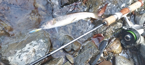 イワナの釣果