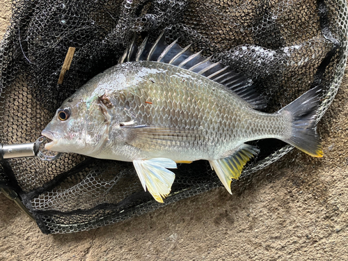 キビレの釣果