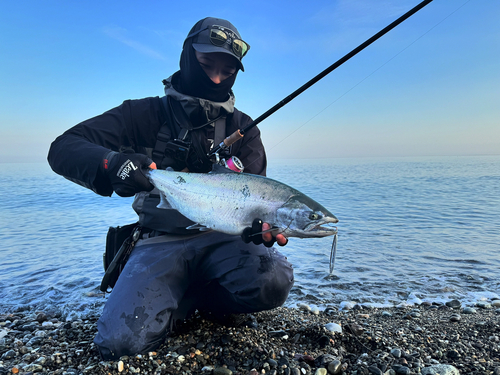 サクラマスの釣果