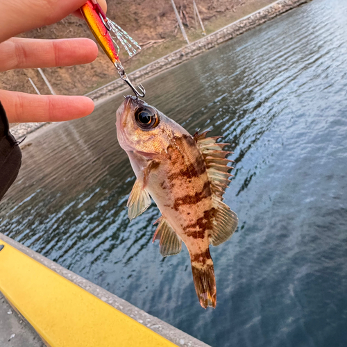 ベッコウゾイの釣果