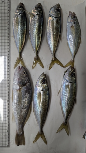 アジの釣果