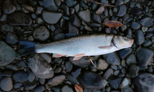 ウグイの釣果