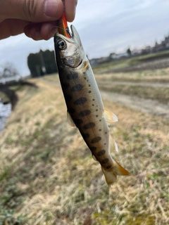 ニジマスの釣果