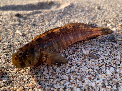 ハゼの釣果