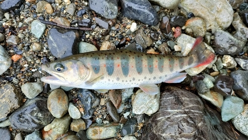 アマゴの釣果