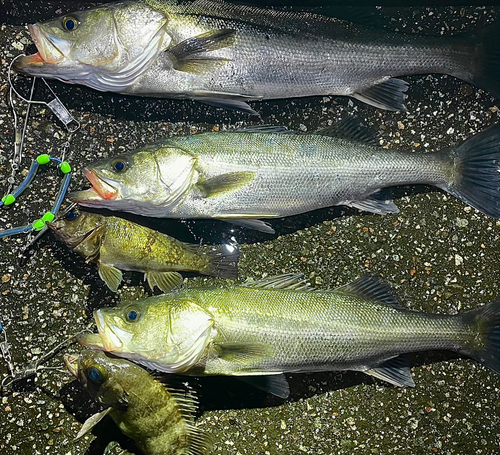 シーバスの釣果