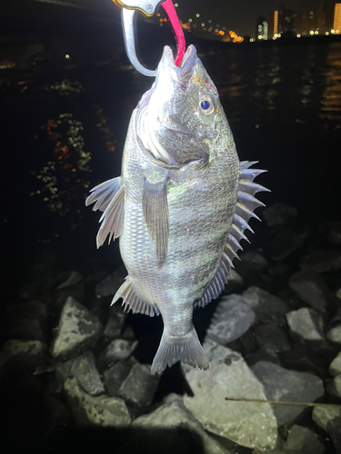 クロダイの釣果