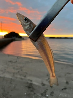 キスの釣果