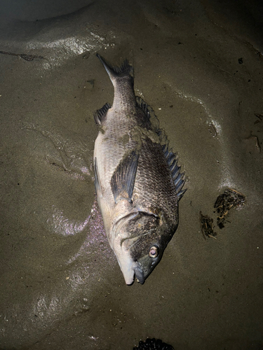 クロダイの釣果