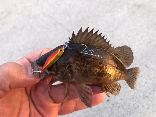 ベッコウゾイの釣果