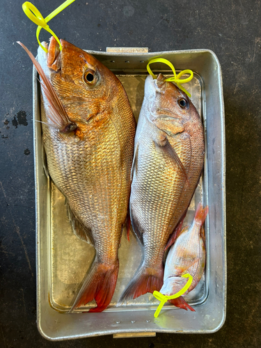 マダイの釣果