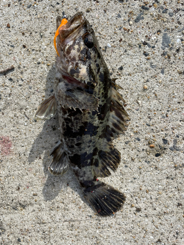 タケノコメバルの釣果