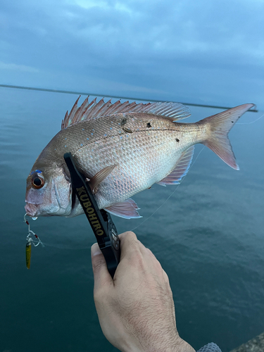 チャリコの釣果