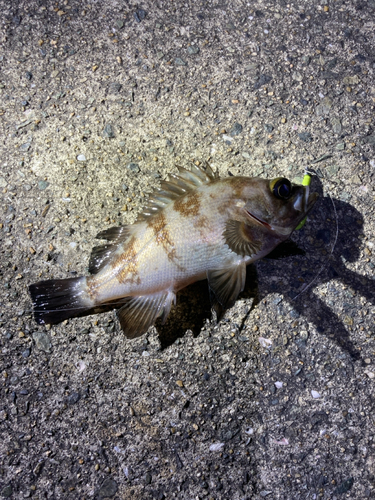 シロメバルの釣果