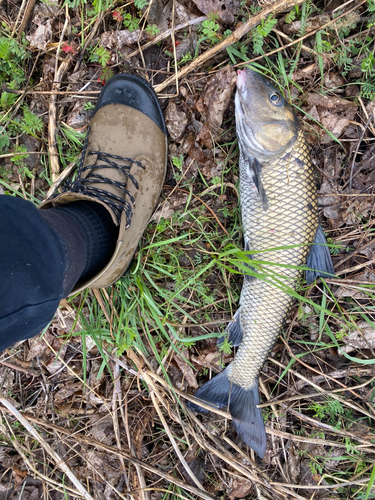 ニゴイの釣果