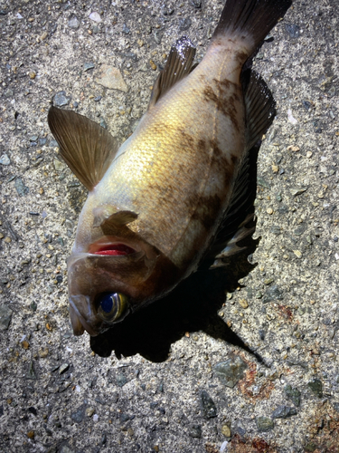 シロメバルの釣果