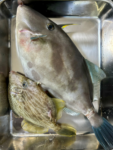 ウマヅラハギの釣果