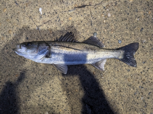 スズキの釣果