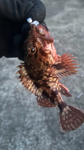 カサゴの釣果