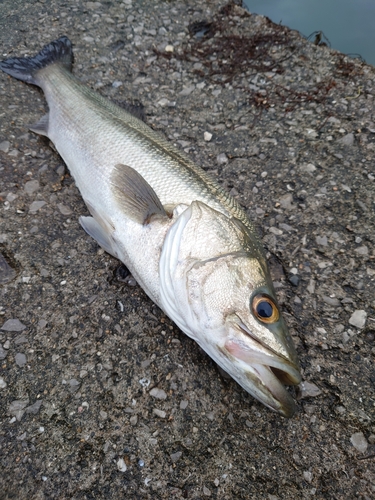 スズキの釣果