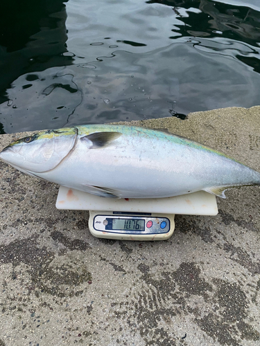 ブリの釣果