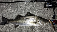 シーバスの釣果